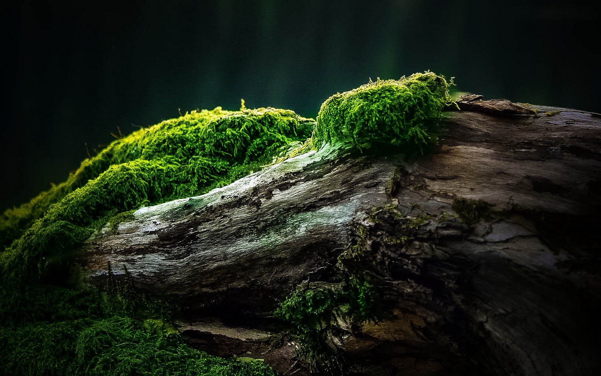 moss wallpaper,nature,natural landscape,vegetation,green,tree
