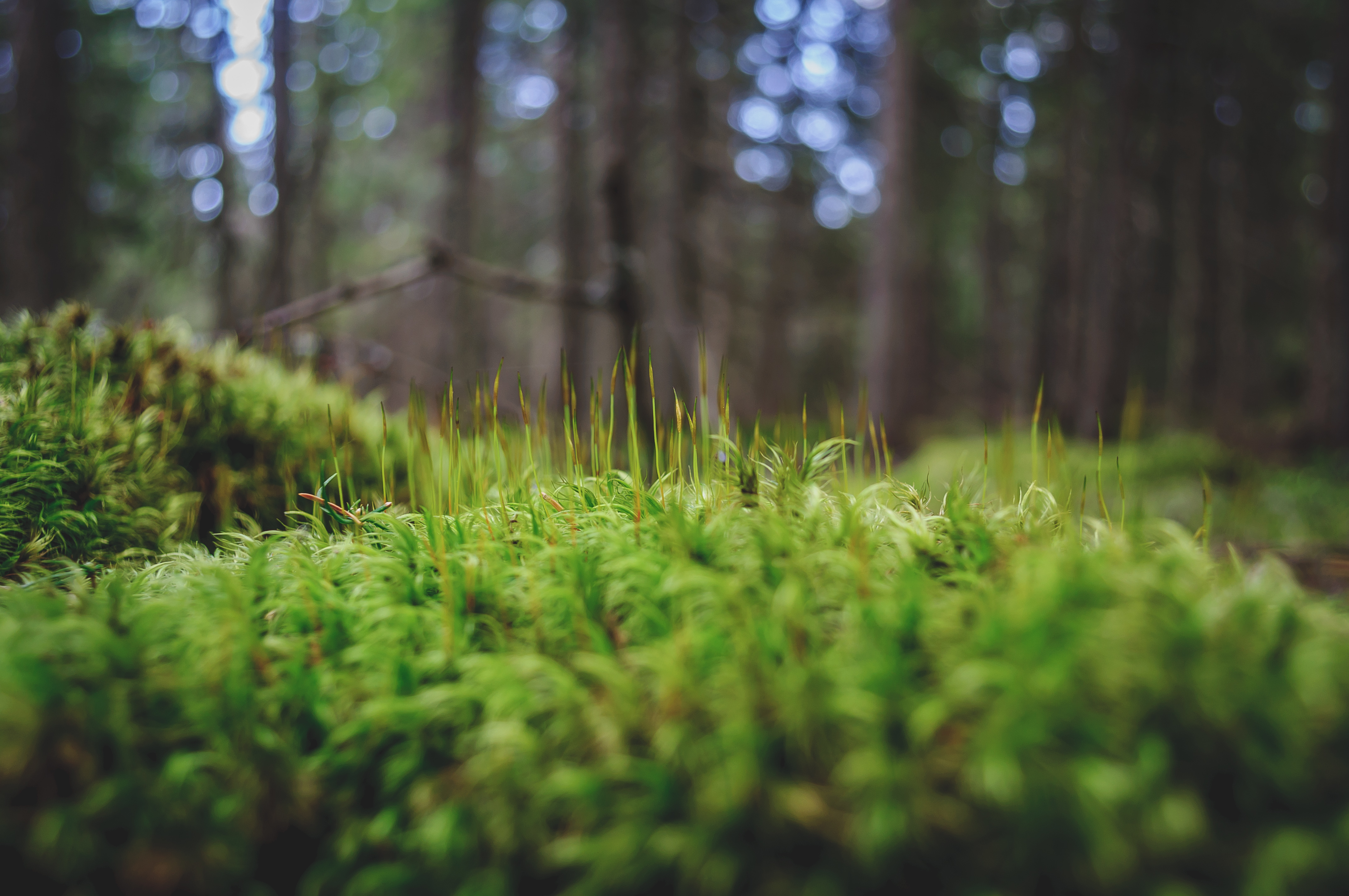 fondo de pantalla de musgo,naturaleza,verde,paisaje natural,bosque,árbol