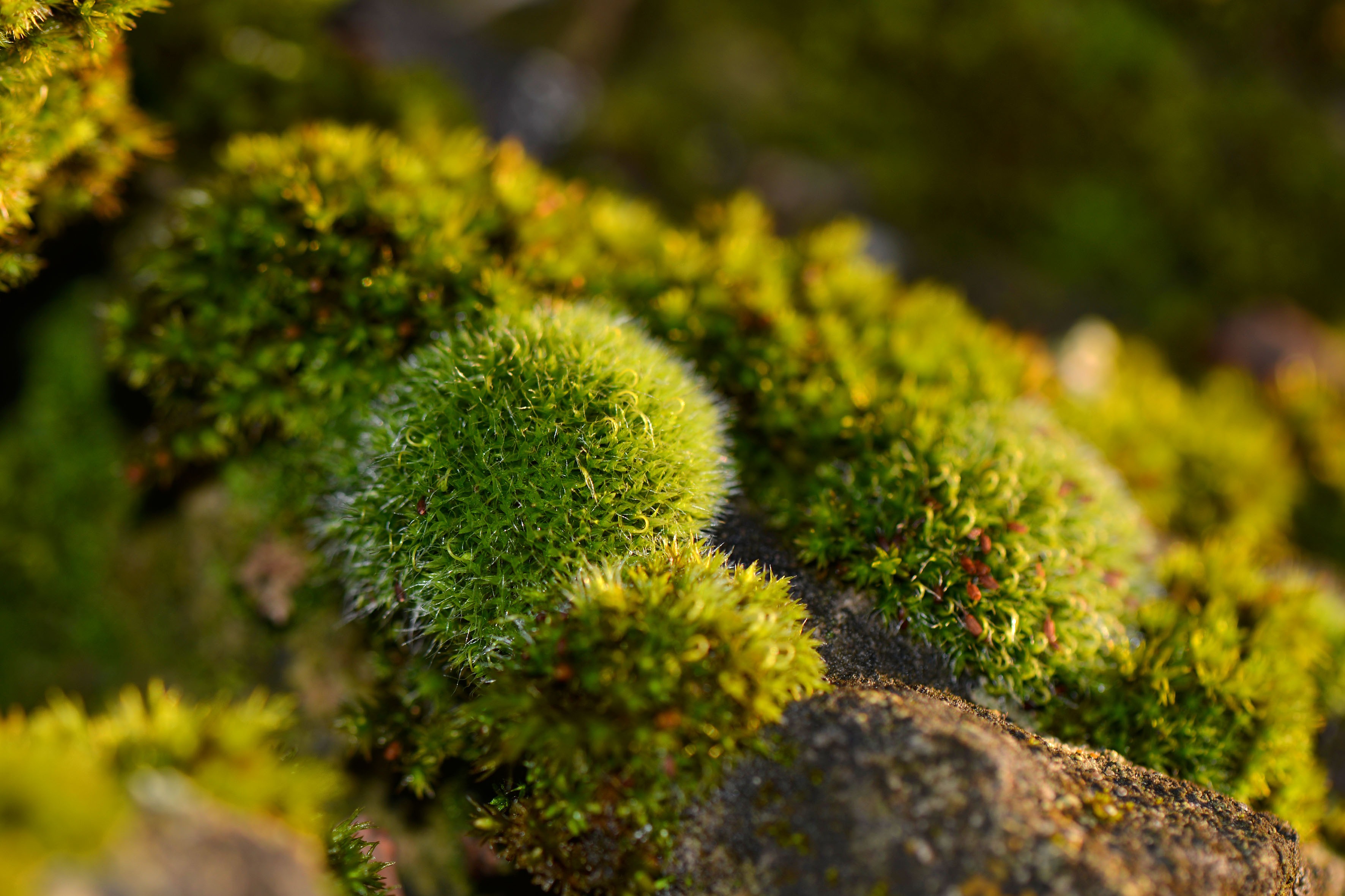 carta da parati muschio,natura,paesaggio naturale,verde,pianta terrestre non vascolare,pianta