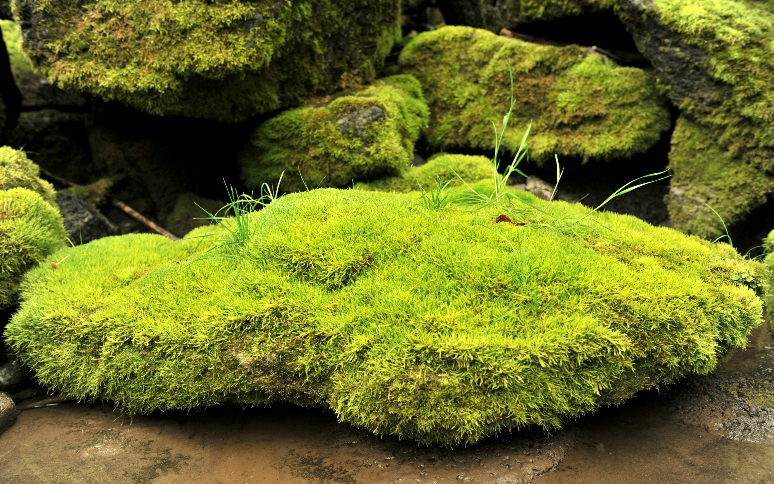 moss wallpaper,nature,non vascular land plant,vegetation,moss,antarctic flora