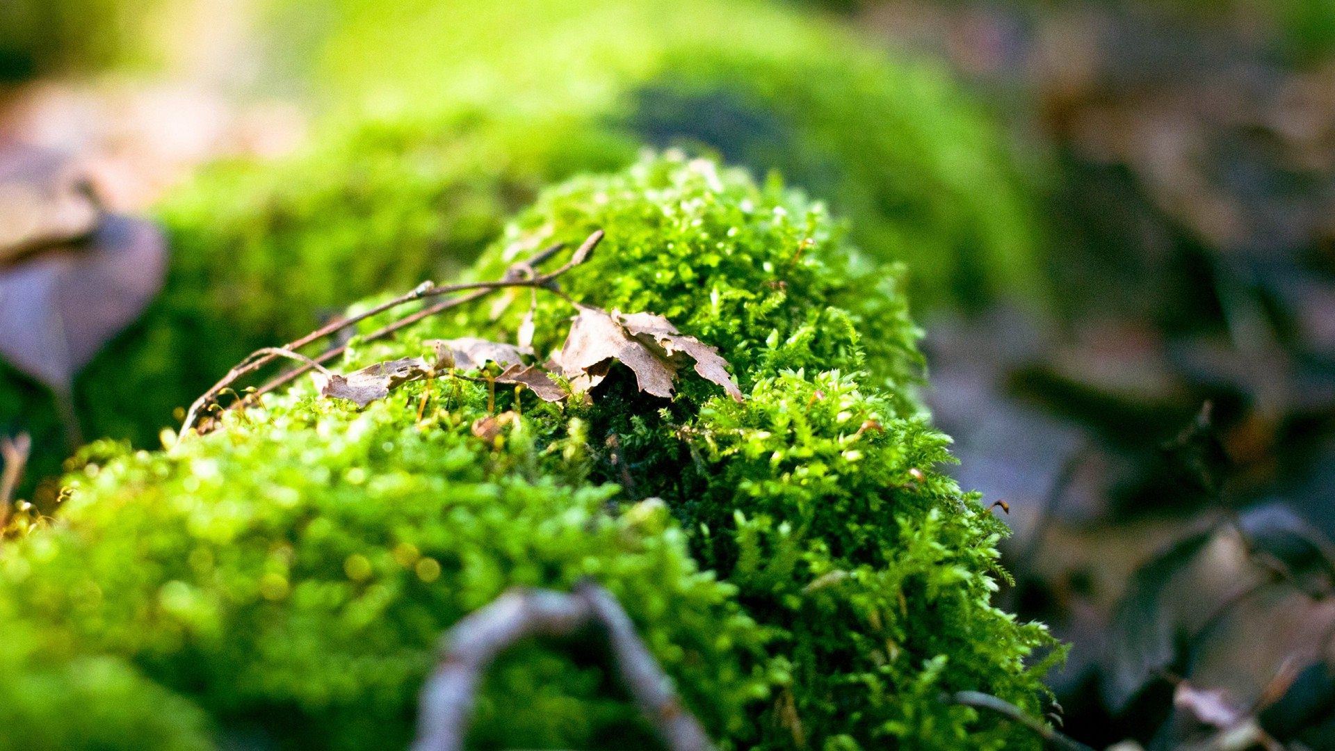 moss wallpaper,nature,vegetation,non vascular land plant,natural landscape,leaf