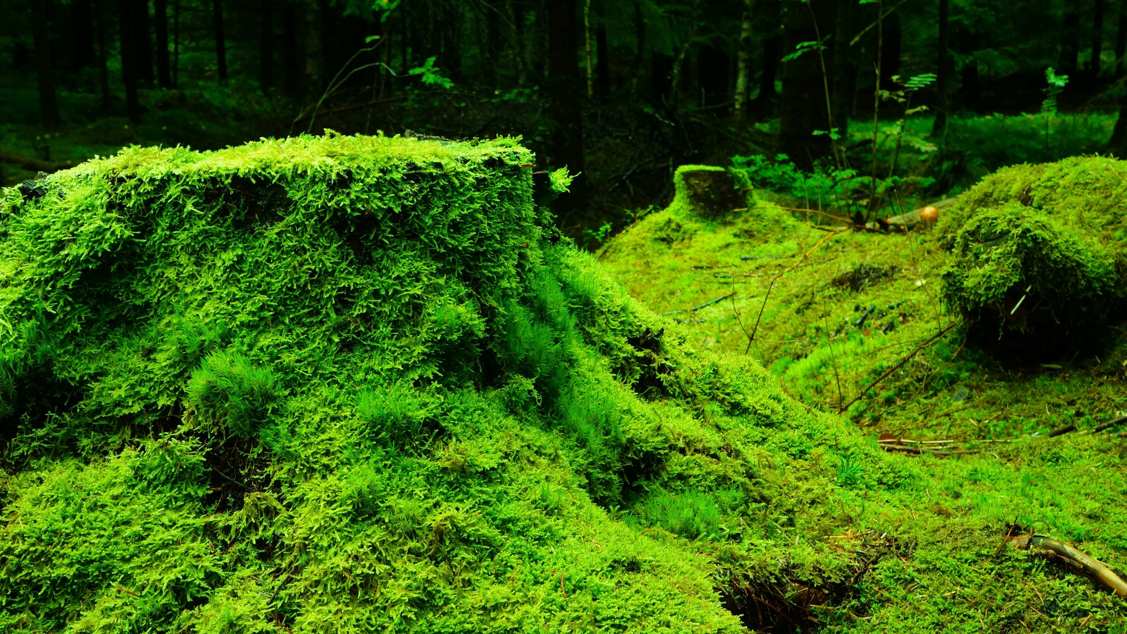 fondo de pantalla de musgo,naturaleza,paisaje natural,verde,bosque de crecimiento antiguo,bosque