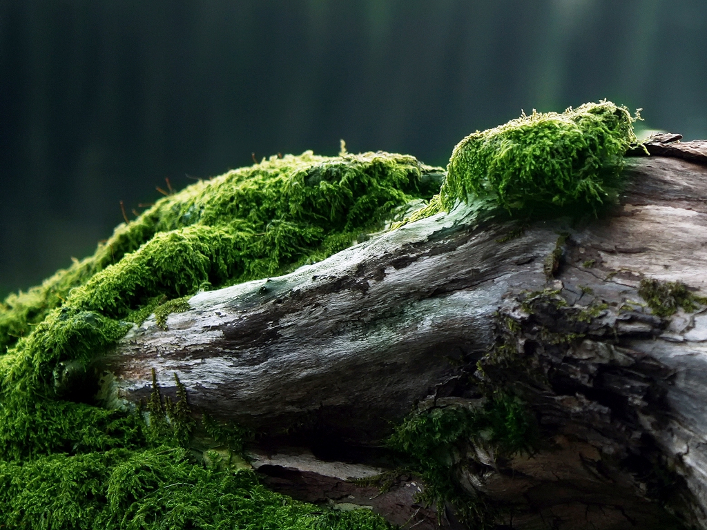 fondo de pantalla de musgo,naturaleza,paisaje natural,planta terrestre no vascular,árbol,verde