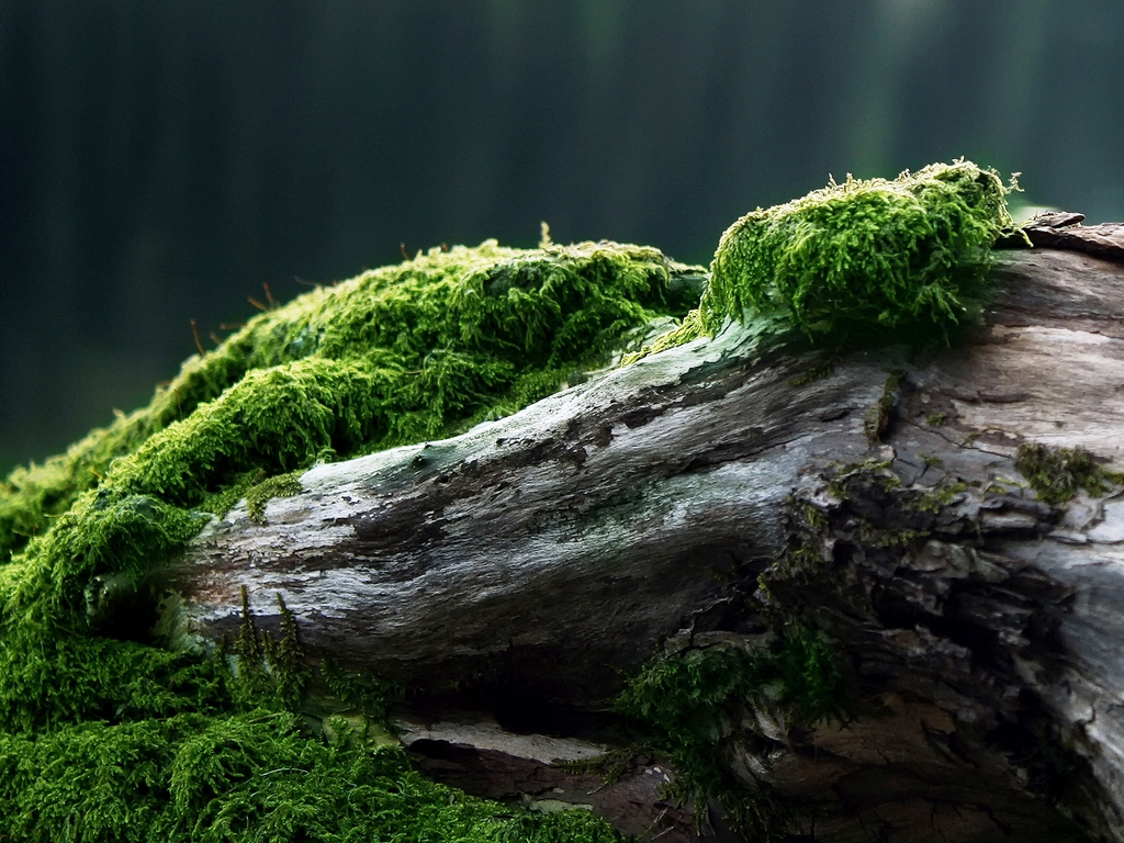 moss wallpaper,nature,natural landscape,vegetation,non vascular land plant,tree