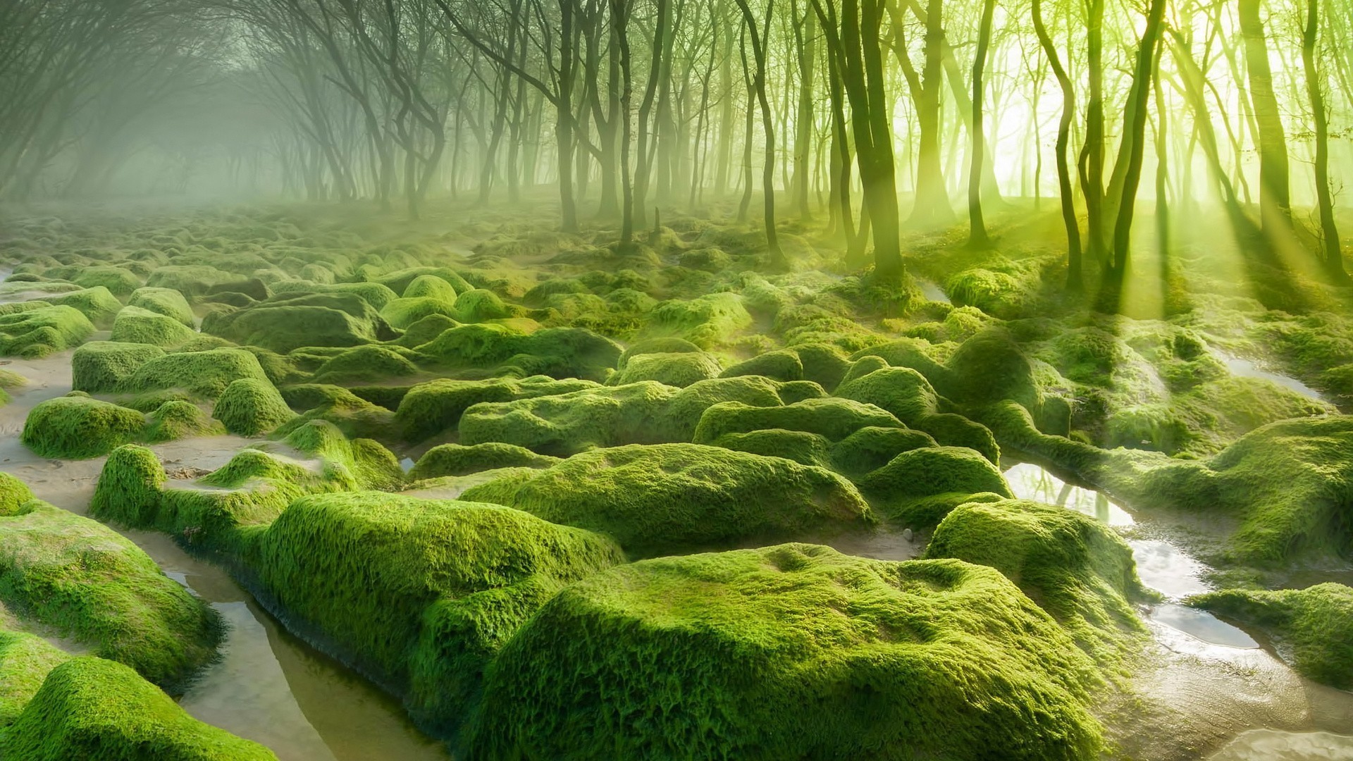 fondo de pantalla de musgo,paisaje natural,naturaleza,verde,alga verde,algas