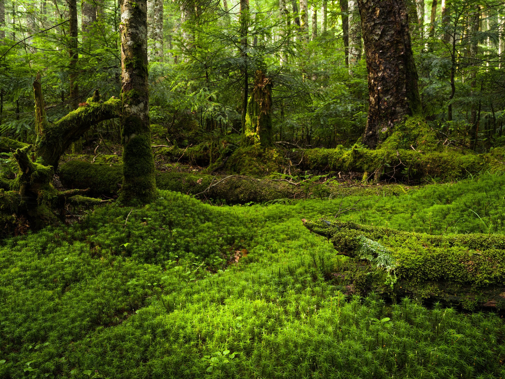 carta da parati muschio,paesaggio naturale,foresta,vecchia foresta di crescita,natura,bosco