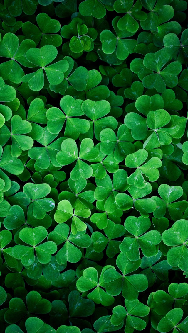 shamrock wallpaper,green,dutch clover,leaf,shamrock,plant