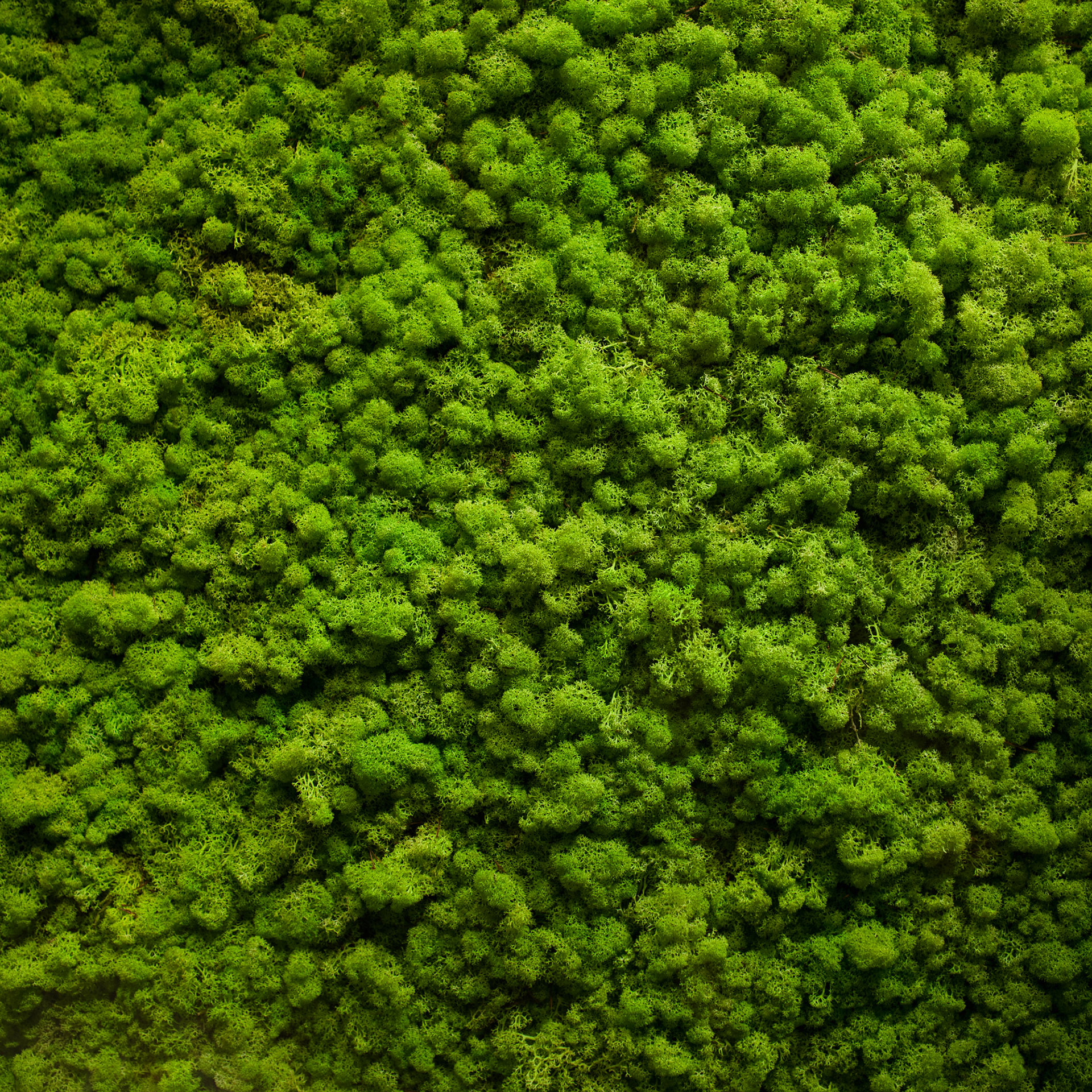 moss wallpaper,green,grass,vegetation,plant,moss