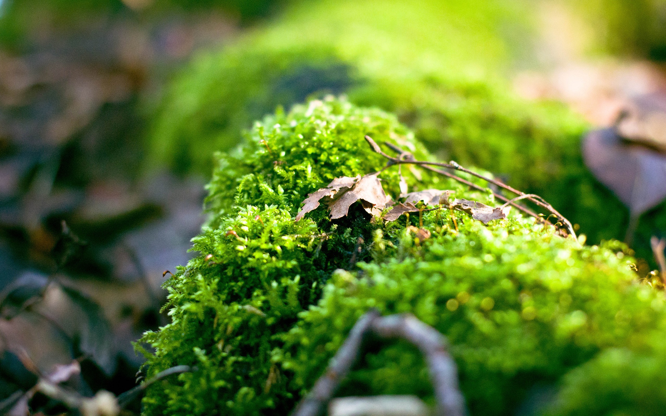 moss wallpaper,nature,green,natural landscape,vegetation,leaf