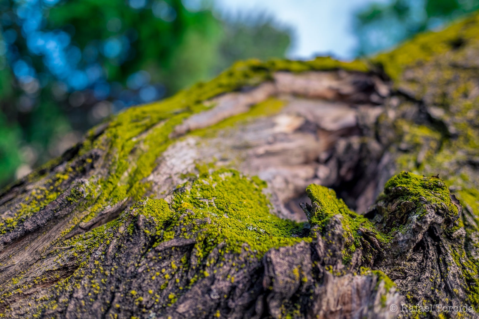 carta da parati muschio,natura,albero,paesaggio naturale,verde,roccia