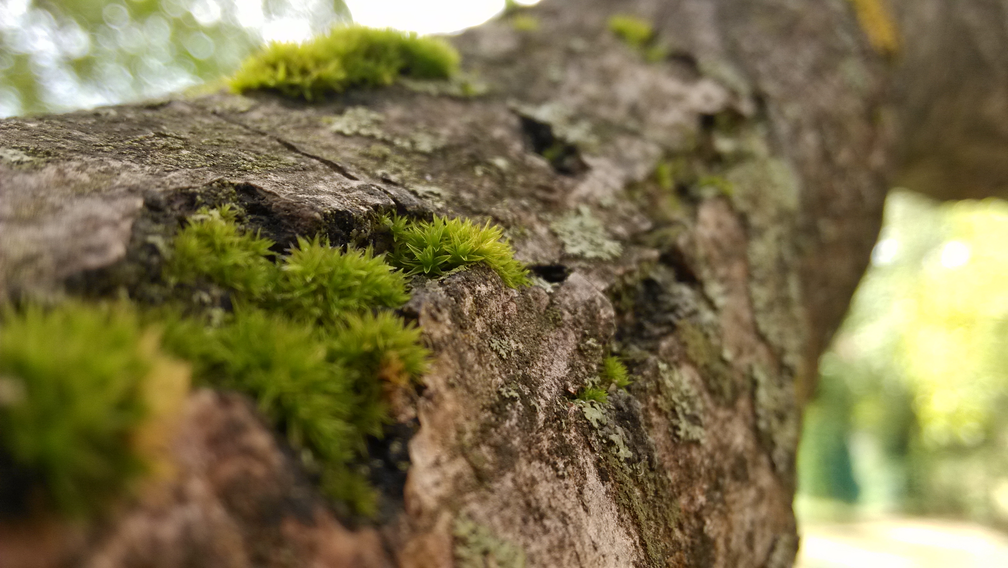 moss wallpaper,nature,tree,plant,trunk,branch