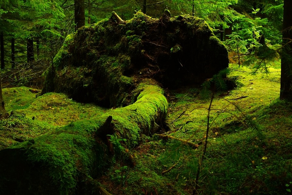 papier peint mousse,paysage naturel,la nature,forêt ancienne,vert,forêt