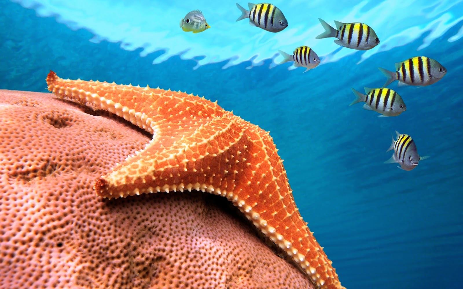 fondo de pantalla de estrella de mar,biología marina,estrella de mar,pez,submarino,pez