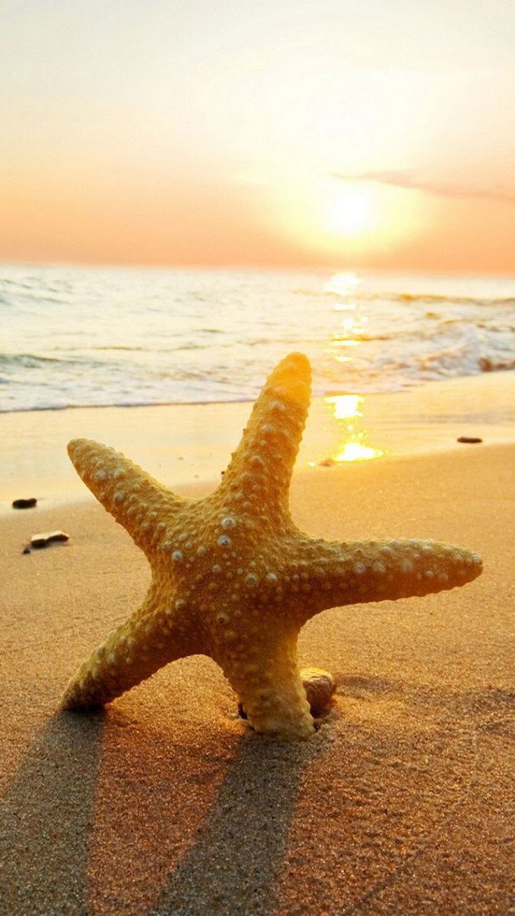 carta da parati stelle marine,stella marina,mare,invertebrati marini,cielo,sabbia