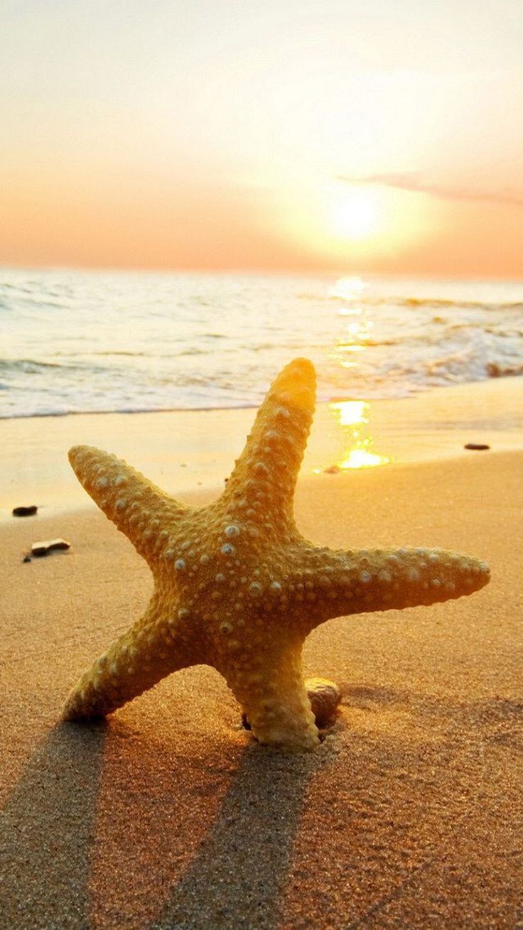 starfish wallpaper,starfish,echinoderm,sea,marine invertebrates,sky