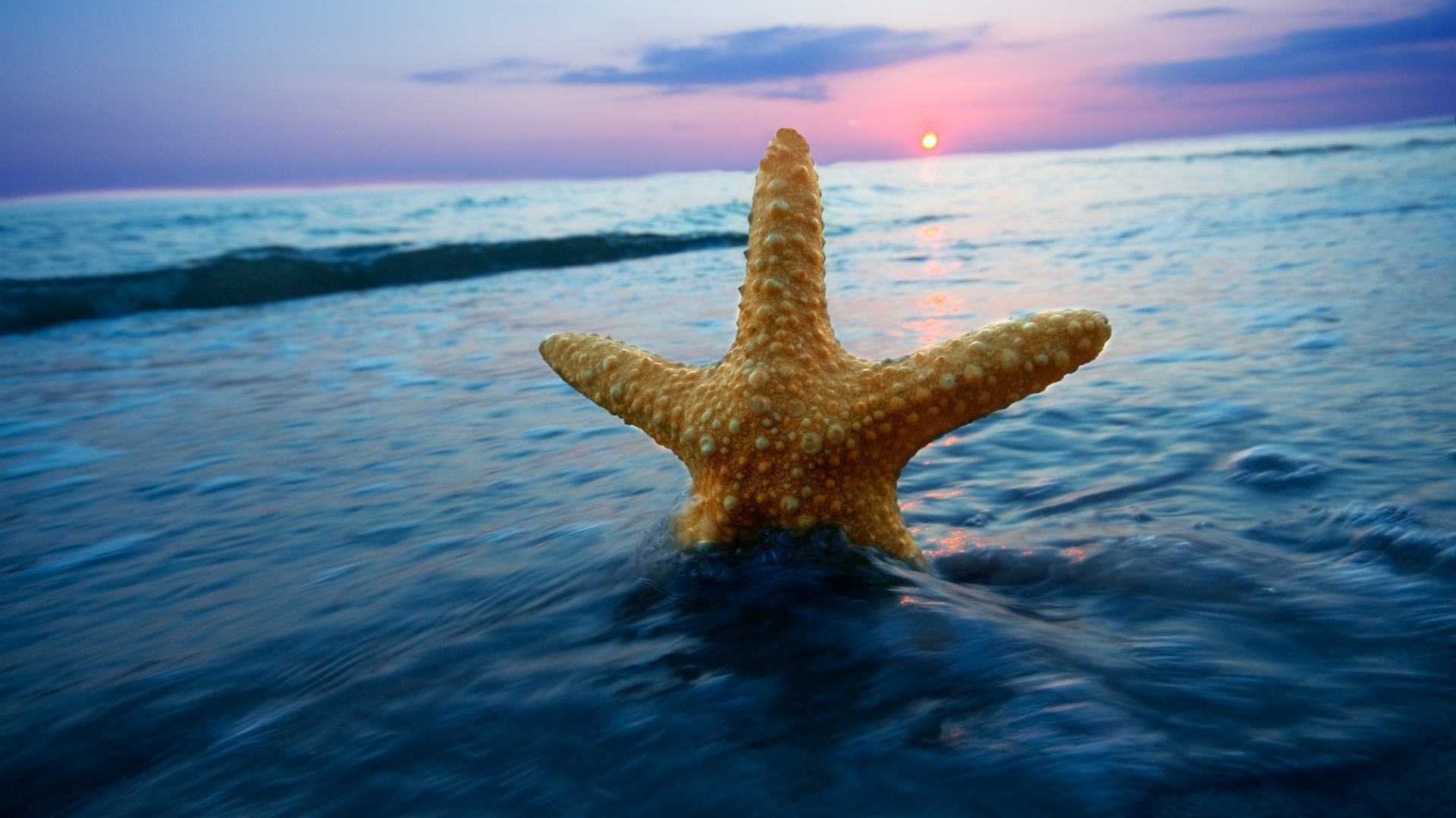 fondo de pantalla de estrella de mar,estrella de mar,mar,cielo,oceano,invertebrados marinos