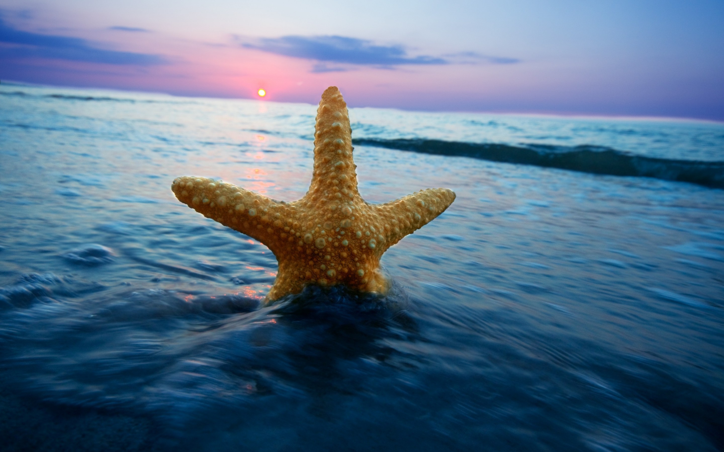 ヒトデの壁紙,ヒトデ,空,自然,海,海洋