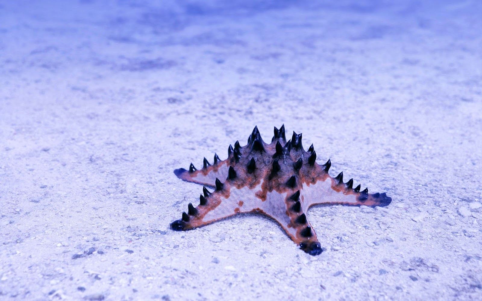 fond d'écran étoiles de mer,étoile de mer,biologie marine,invertébrés marins,invertébré