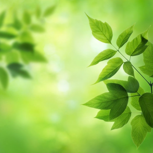 緑豊かな壁紙,緑,葉,自然,工場,木