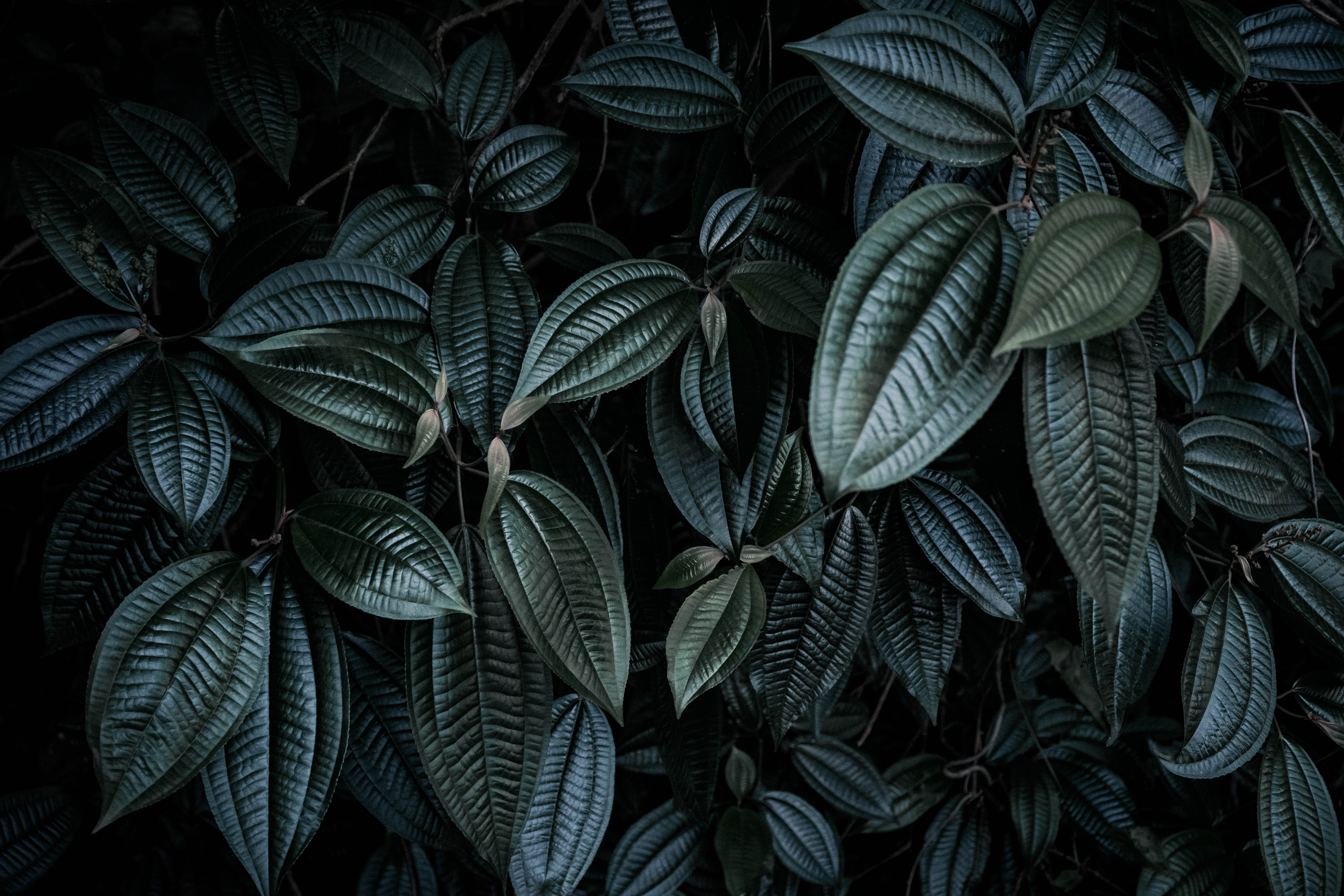 leafy wallpaper,leaf,green,black and white,monochrome photography,plant