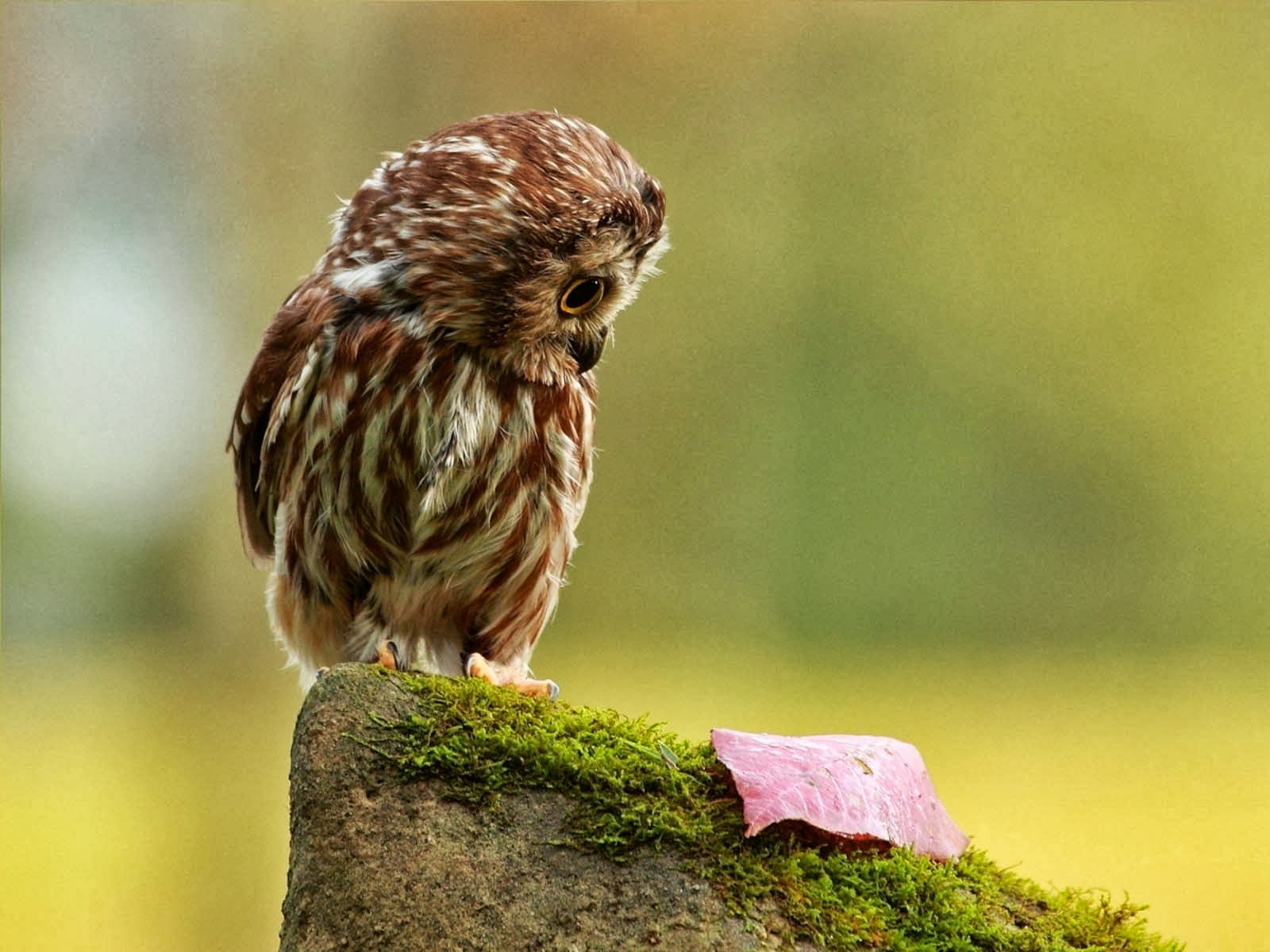 3d wallpaper gallery,bird,owl,beak,bird of prey,hawk