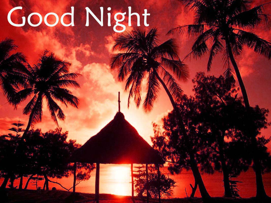 good night ka wallpaper,sky,nature,palm tree,tree,arecales
