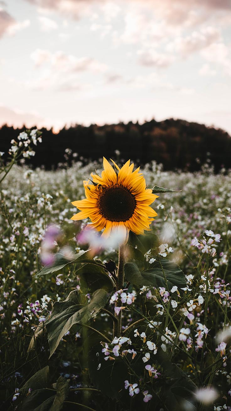 sunflower iphone wallpaper,flower,flowering plant,sunflower,nature,plant