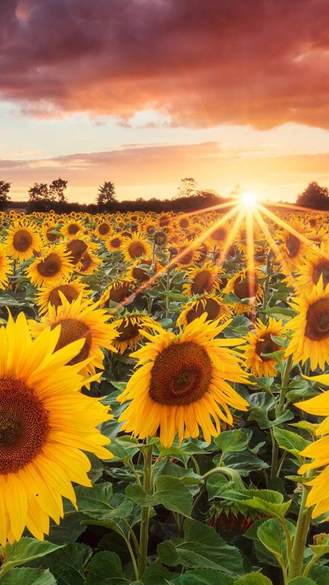 sunflower iphone wallpaper,sunflower,sky,nature,flower,field