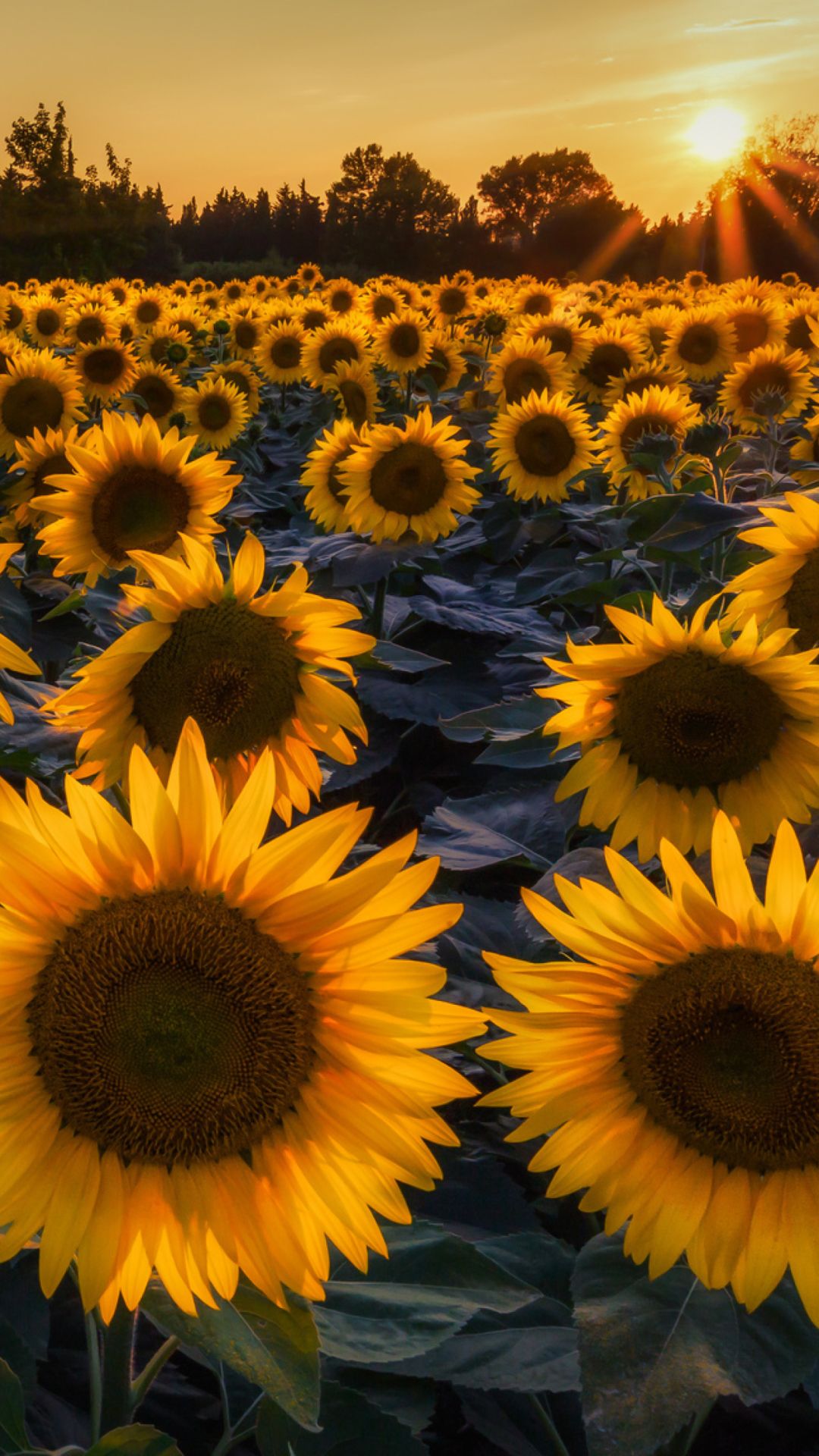 fond d'écran iphone tournesol,tournesol,fleur,ciel,tournesol,jaune