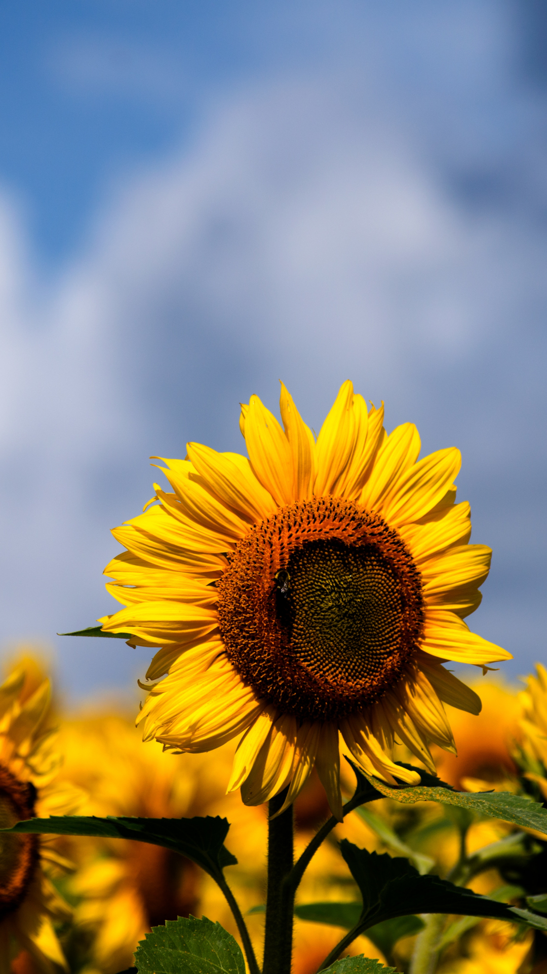 sunflower iphone wallpaper,flower,sunflower,sky,yellow,sunflower