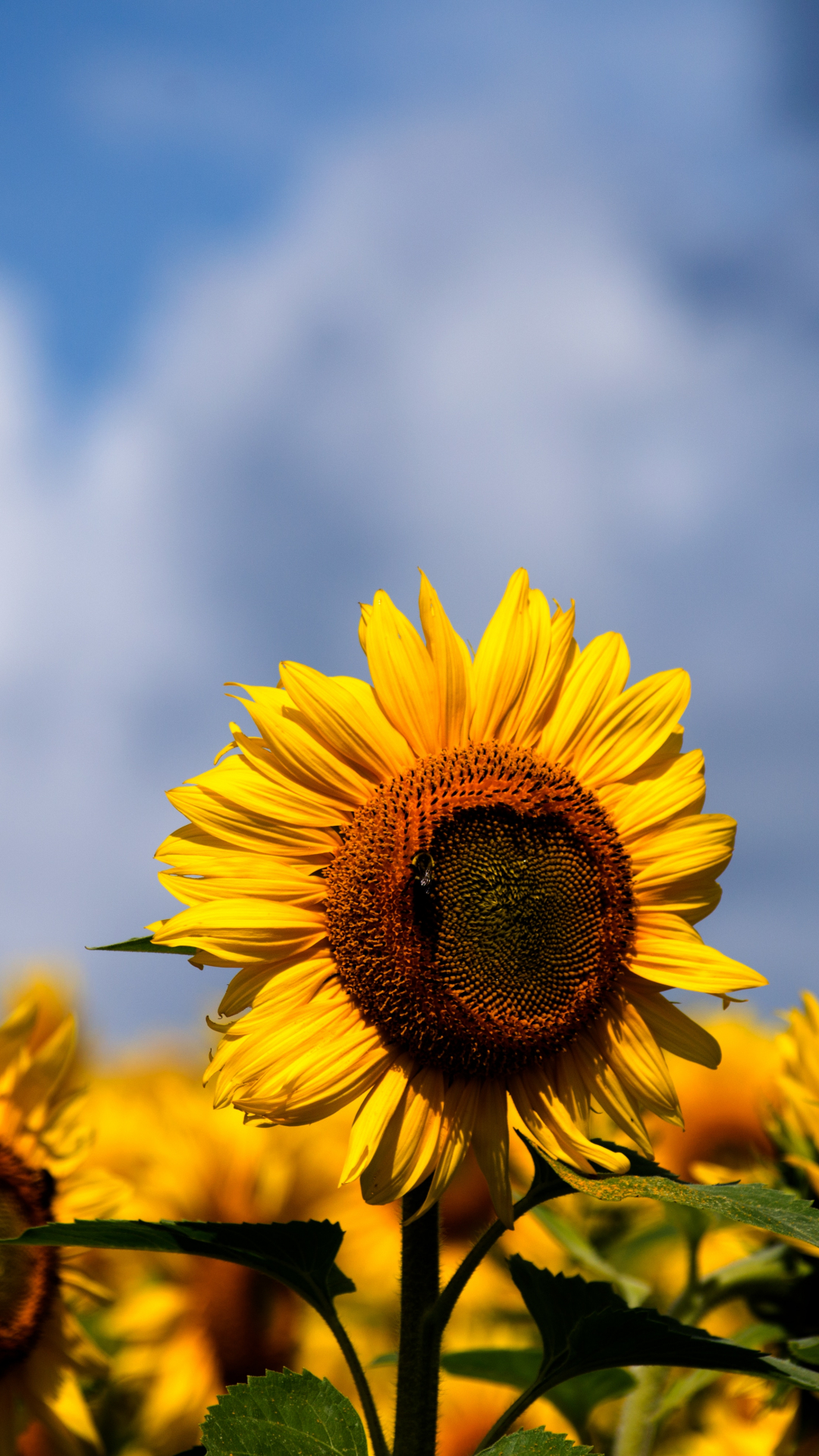 girasol fondo de pantalla para iphone,flor,girasol,cielo,amarillo,girasol