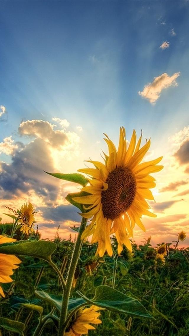 sunflower iphone wallpaper,sunflower,sky,flower,nature,sunflower