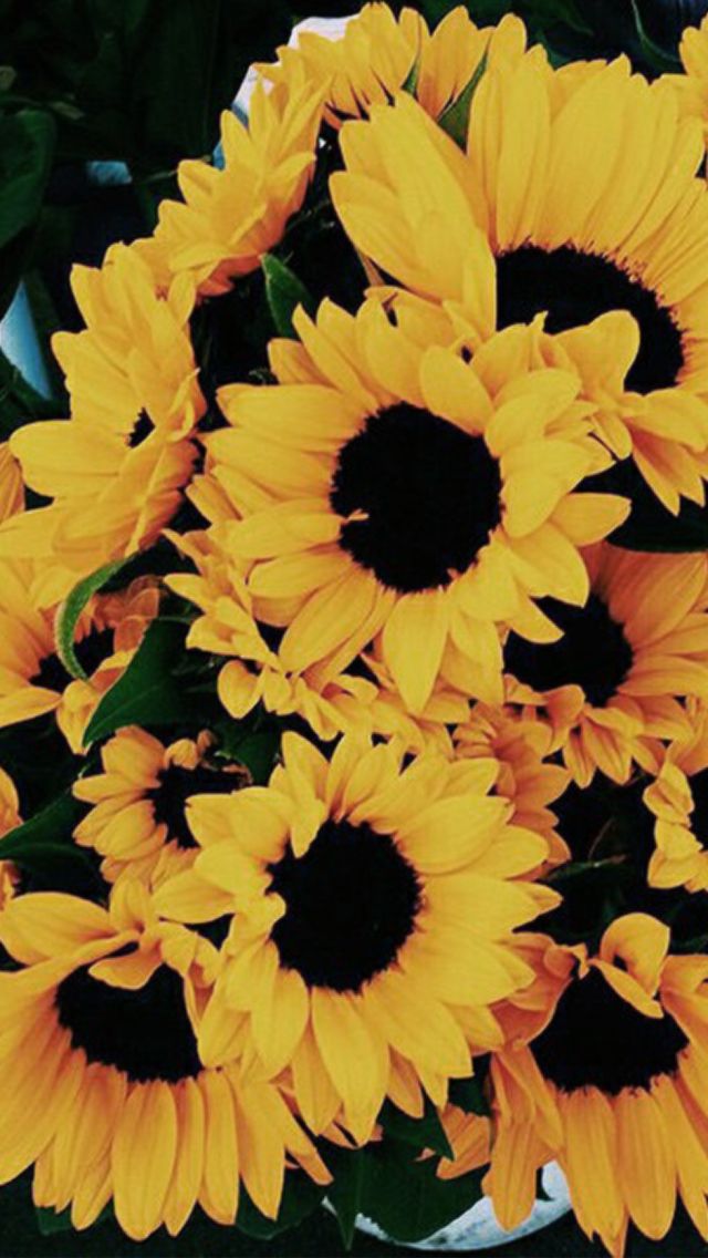 sunflower iphone wallpaper,flower,sunflower,yellow,petal,plant