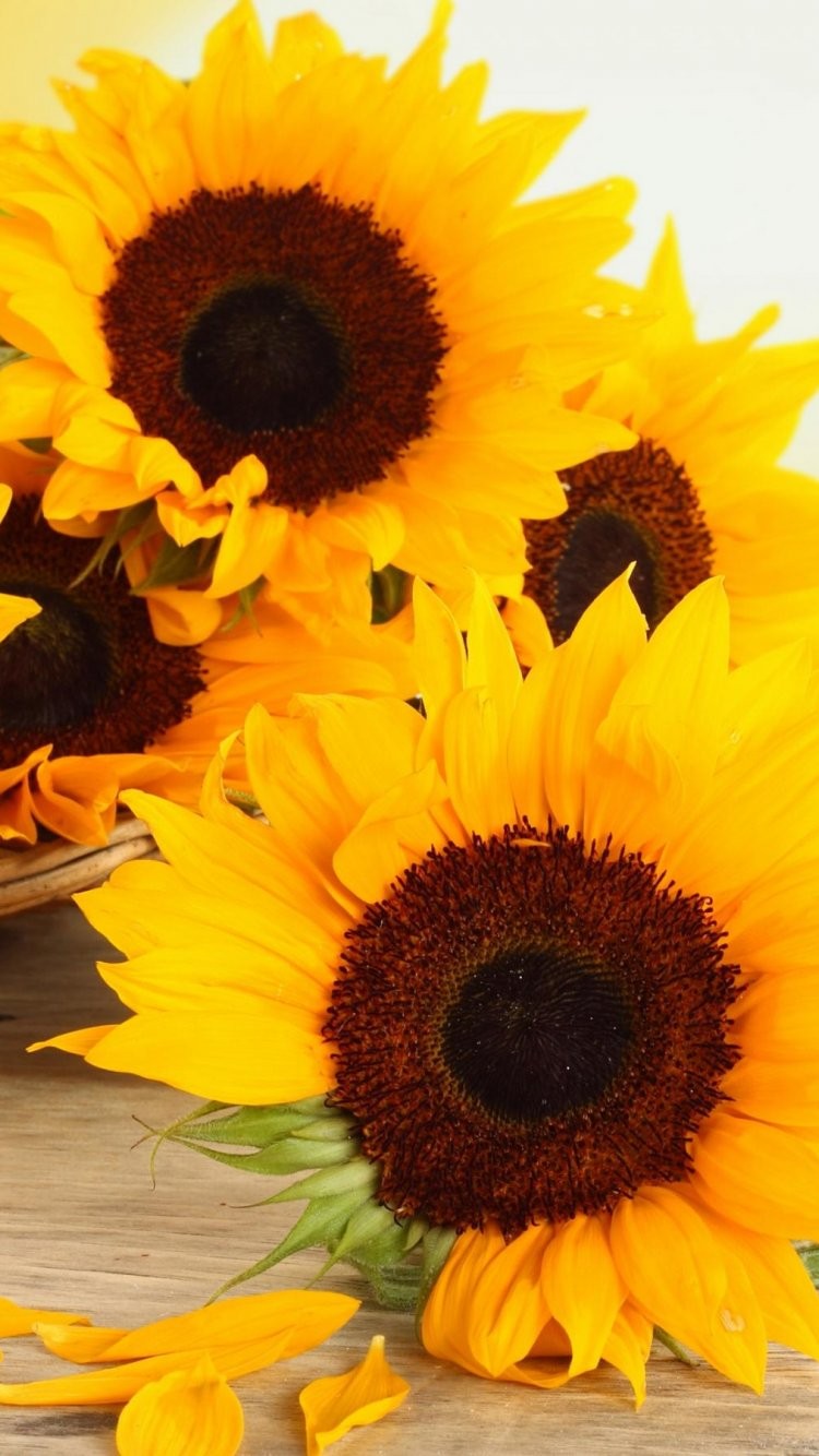 sunflower iphone wallpaper,flower,sunflower,flowering plant,petal,yellow