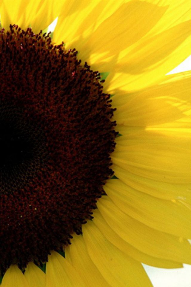 sunflower iphone wallpaper,sunflower,yellow,sunflower,flower,pollen