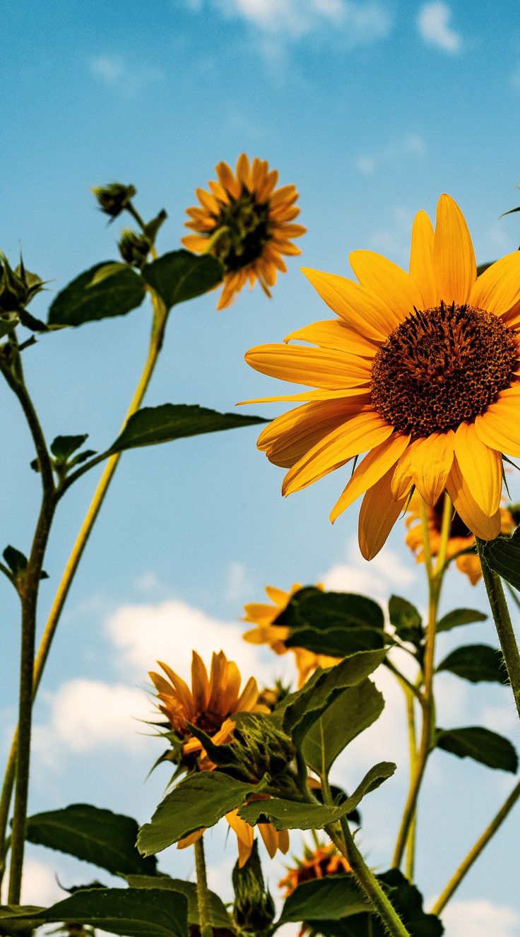 sunflower iphone wallpaper,flower,flowering plant,sunflower,plant,sunflower