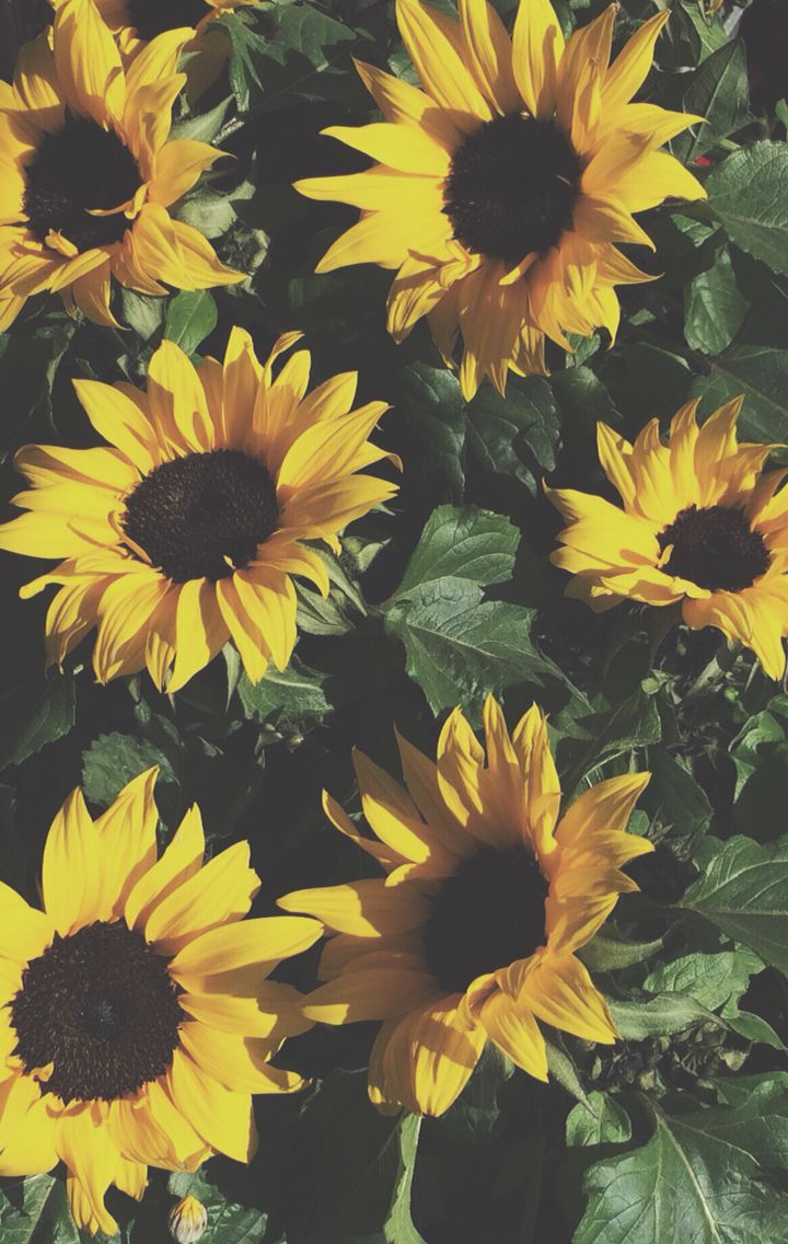 sunflower iphone wallpaper,flower,sunflower,black eyed susan,yellow,african daisy