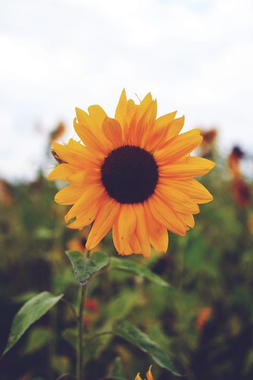 girasol fondo de pantalla para iphone,flor,girasol,planta floreciendo,amarillo,cielo