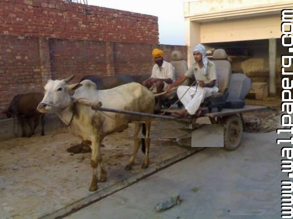 fondo de pantalla de punjabi para whatsapp,carro,vehículo,animal de trabajo,familia vaca cabra,ganado