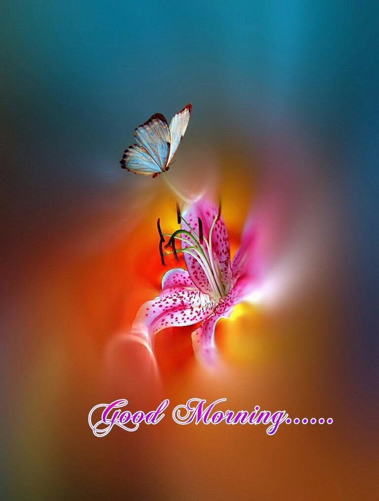 good morning ke wallpaper,butterfly,nature,macro photography,insect,moths and butterflies