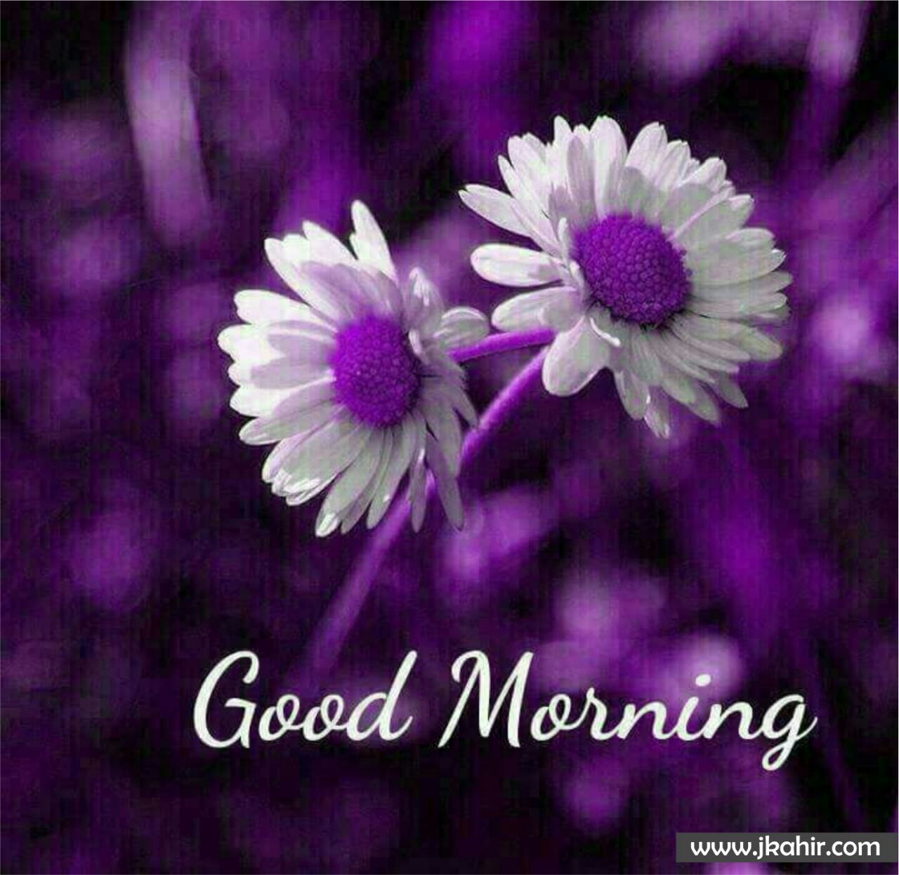 good morning ke wallpaper,violet,purple,petal,flower,text (71000