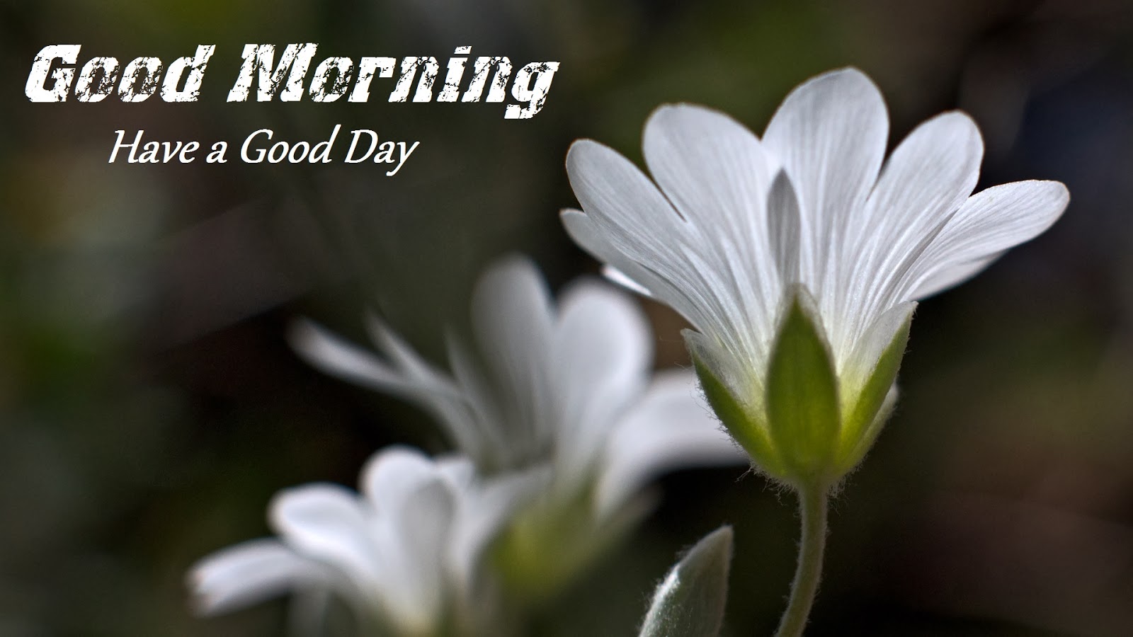 좋은 아침 애 벽지,꽃잎,꽃,하얀,식물,꽃 피는 식물