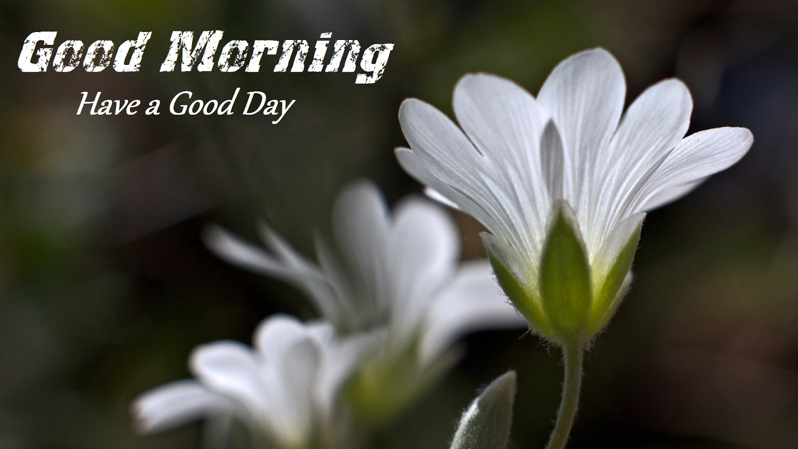 buenos dias ke fondo de pantalla,pétalo,flor,blanco,planta,planta floreciendo