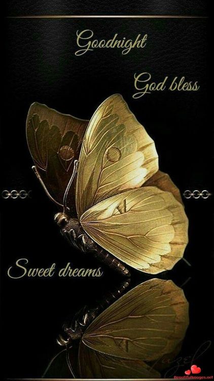 good morning ke wallpaper,butterfly,moths and butterflies,insect,pollinator,love