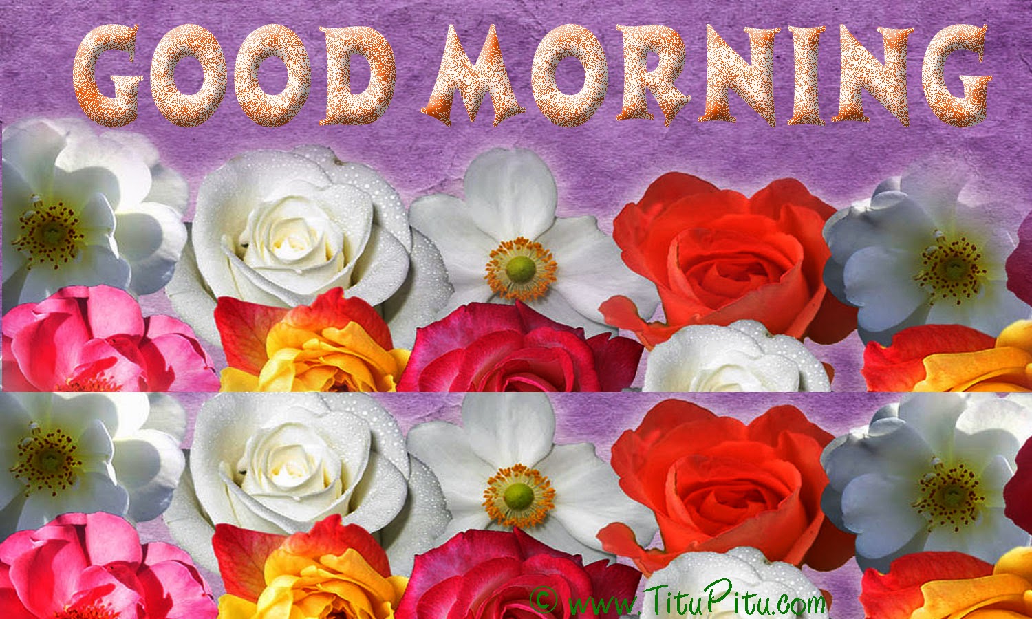 latest good morning wallpaper,flower,garden roses,petal,rose,rose family
