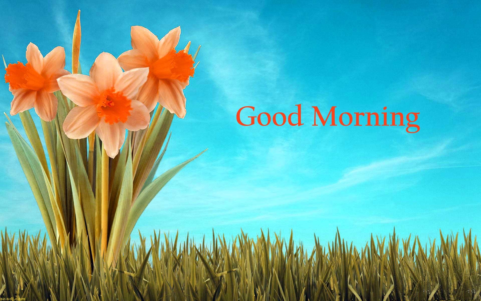 Flower Wallpaper Good Morning Src Wallpaper Good Rain Good Morning Hd