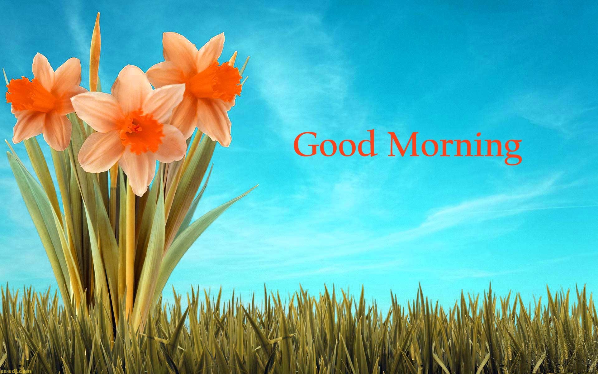 latest good morning wallpaper,natural landscape,sky,flower,plant,grass