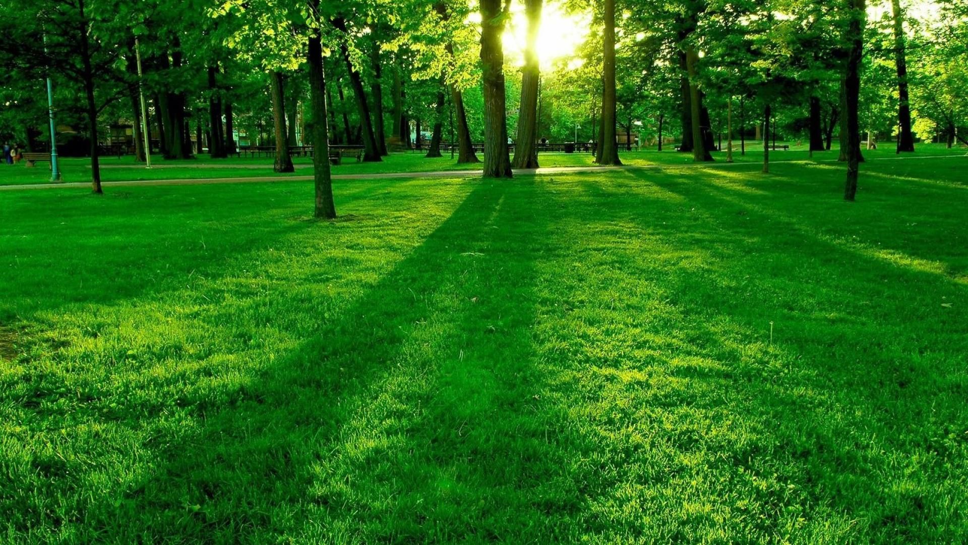 최신 좋은 아침 벽지,초록,자연 경관,자연,잔디,잔디