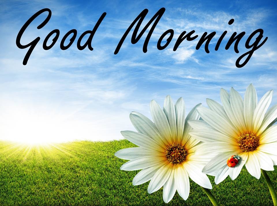 最新のおはよう壁紙,空,朝,デイジー,花,カモミール