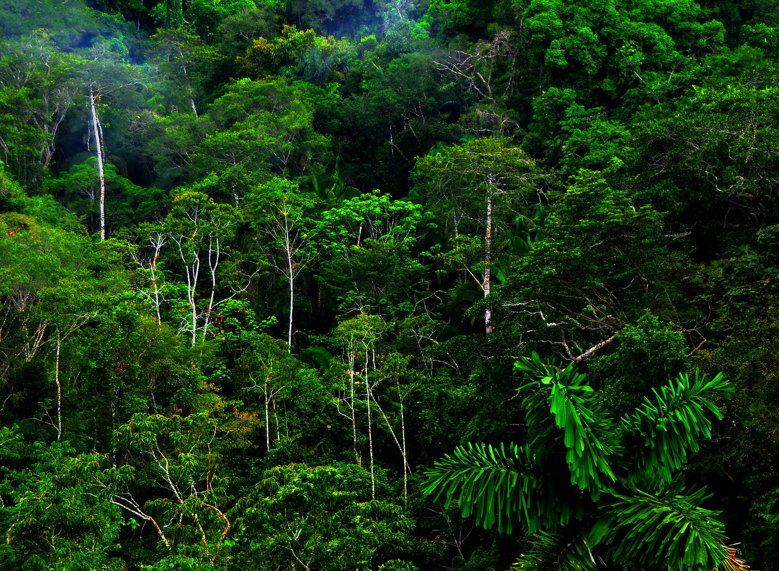 ジャングル壁紙hd,森林,自然,古い成長林,密林,緑